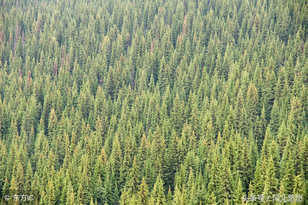 种植85亩杉木值多少钱,种杉木赚钱吗