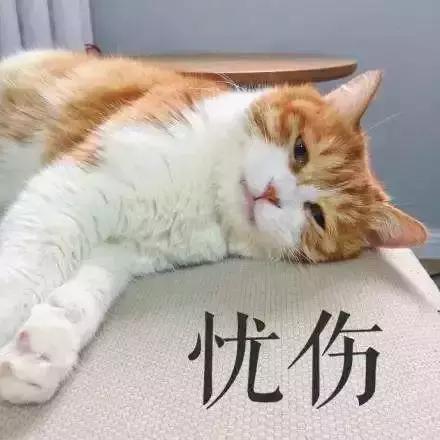 宠物猫自动喂食器推荐,宠物猫智能喂食器和智能喂水器