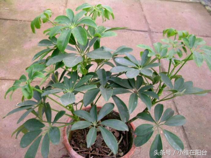 鸭脚木枝干发黄掉叶子,鸭脚木黄叶枯叶怎么补救最快方法