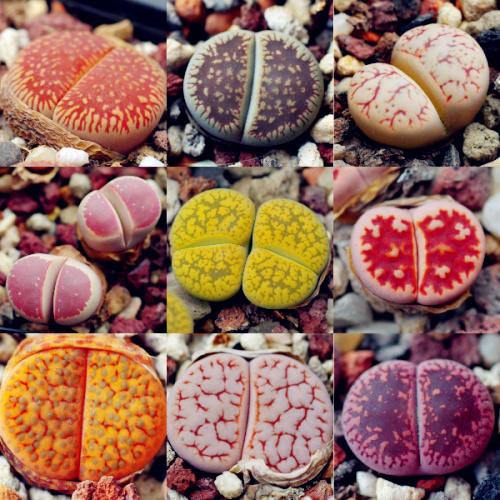 多肉生石花开花后会怎样,生石花多肉中间是空的