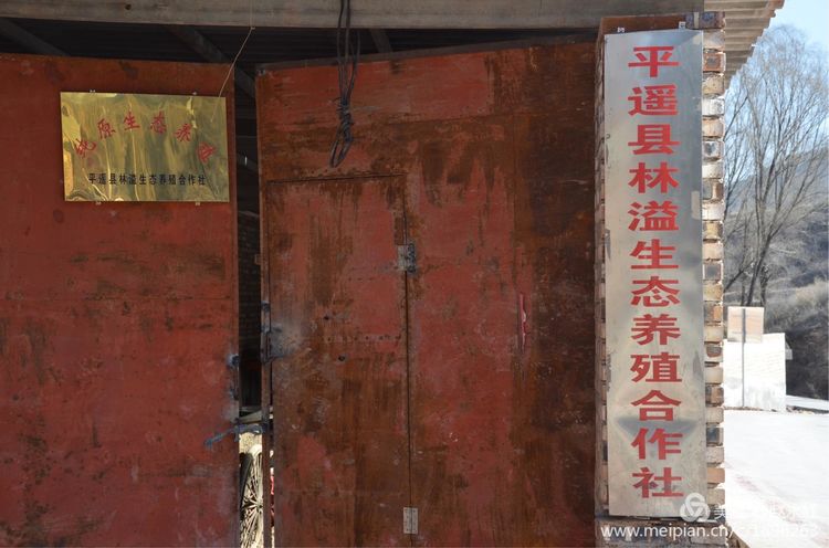 毛兴旺麻城,乡村振兴生猪养殖致富