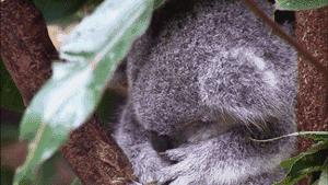 呆萌嗜睡的澳洲国宝居然是吃“屎”长大的