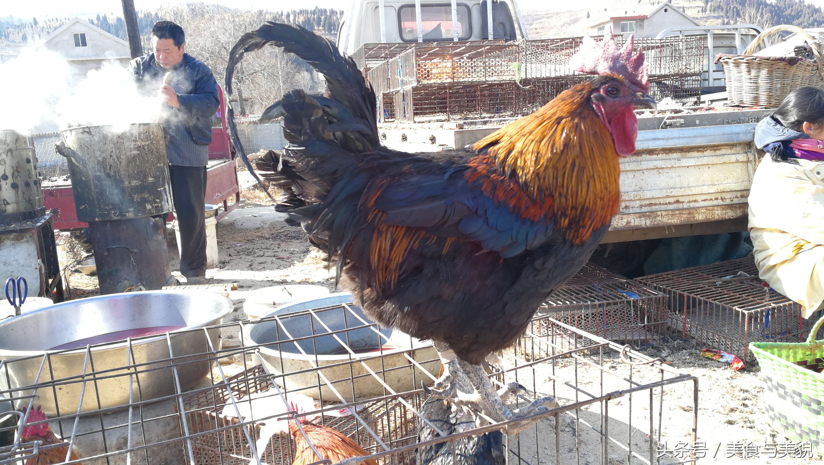 农村赶集挑鸡鸭,农村赶大集买鸡