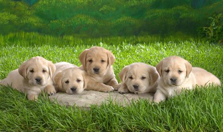 狗年说狗警犬,狗年说狗带你了解游戏中的狗文化