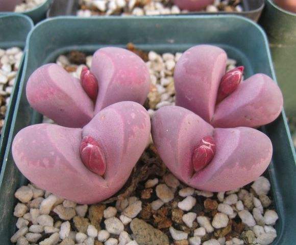 多肉生石花开花后会怎样,生石花多肉中间是空的