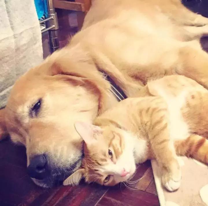 这只金毛和小菊猫的画风太甜啦！情人节狗粮奉上