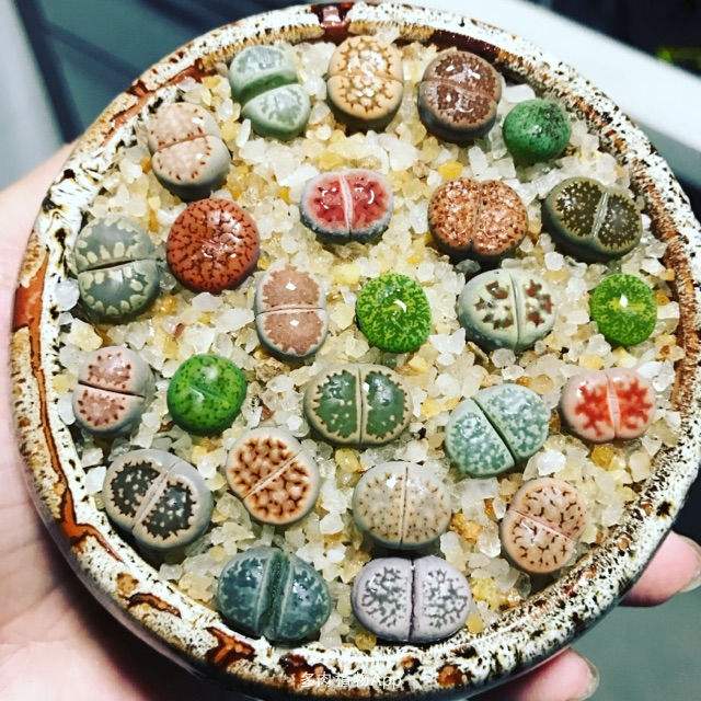 多肉生石花绿色是什么品种,多肉植物生石花干瘪软