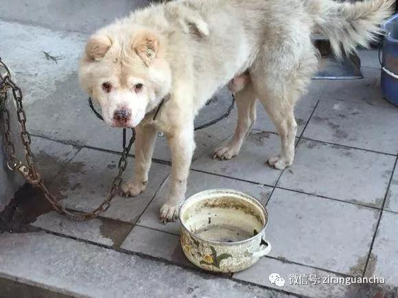 狗年说狗漫谈中国古代的狗,狗年说狗相声