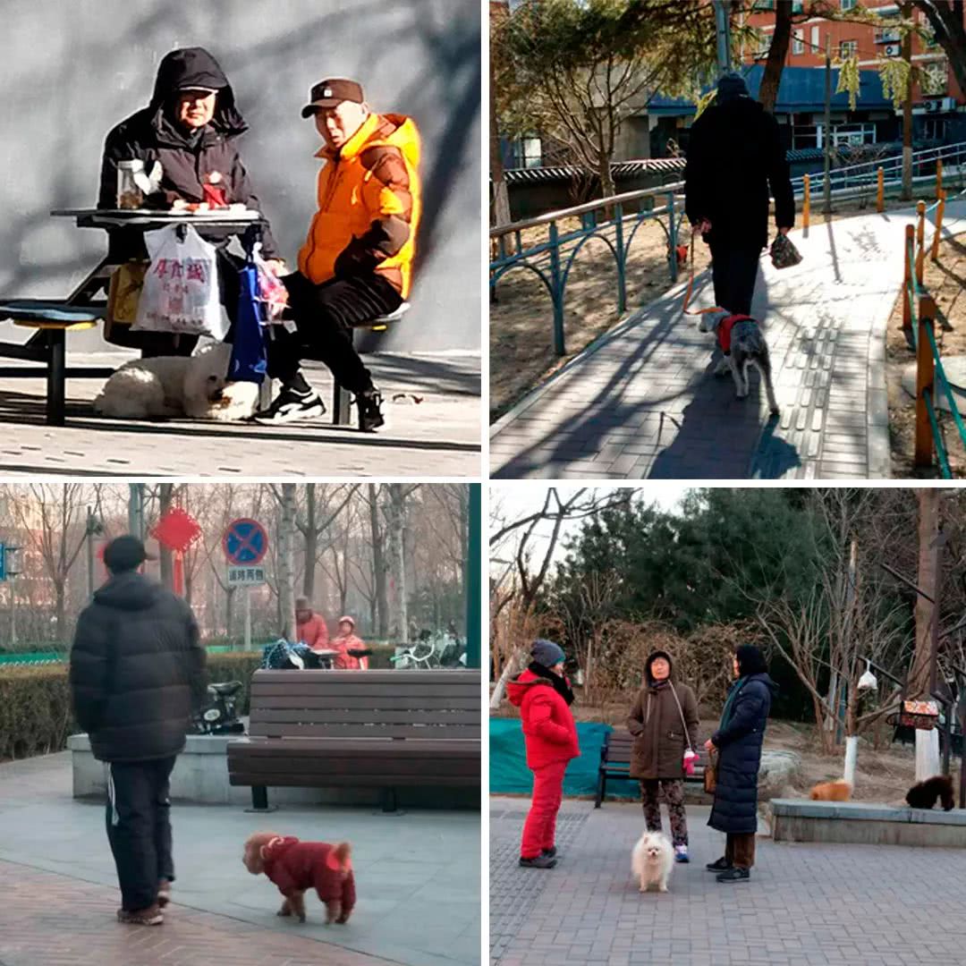 北京：大爷大妈和老狗狗们的幸福生活