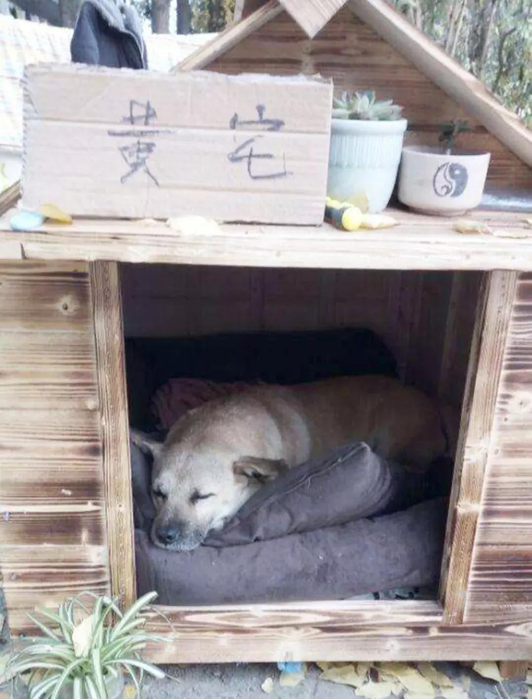 成都的十条网红狗，有的住豪宅穿名牌，比人活得还巴适