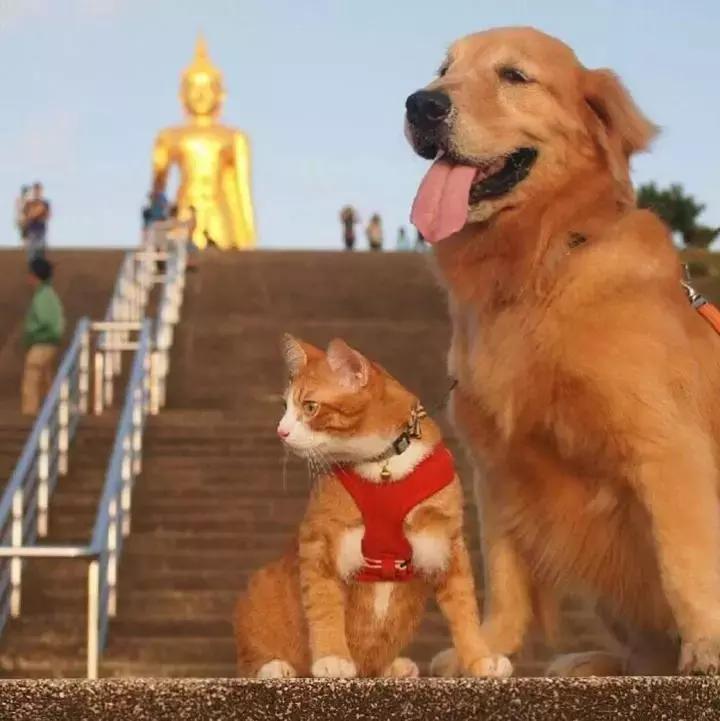 这只金毛和小菊猫的画风太甜啦！情人节狗粮奉上