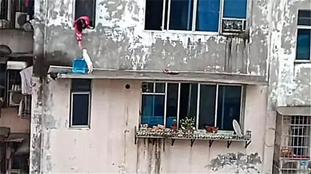 猫咪贪玩被困高楼窗檐上，主人用这招机智拯救它