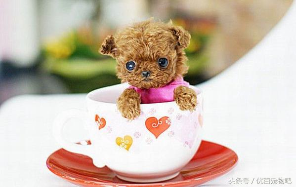 养茶杯犬要注意的事项,饲养茶杯犬要注意什么