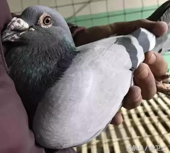 鸽子用药,鸽子用药有诀窍