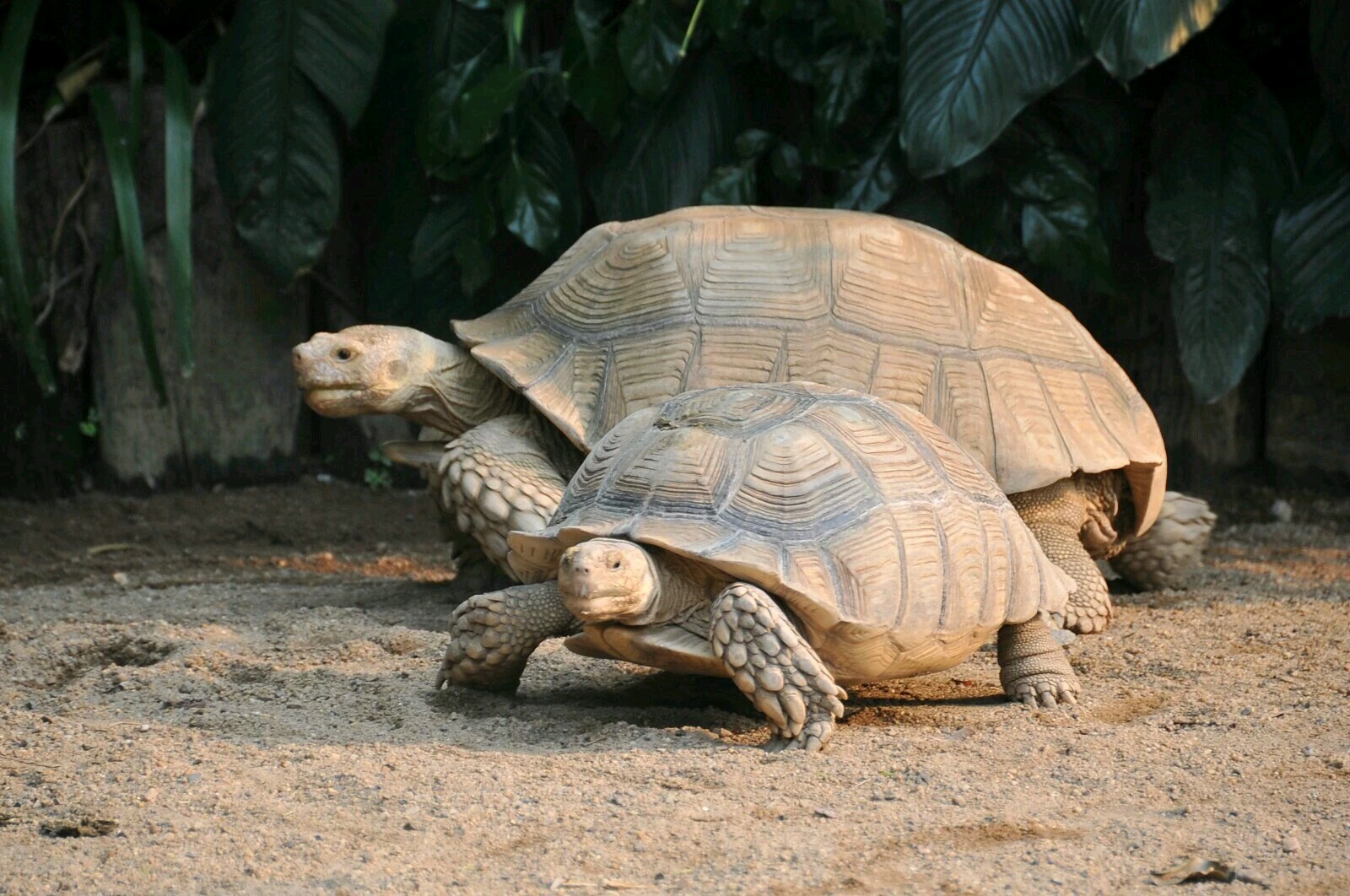 广州长隆飞鸟乐园一日游,广州长隆飞鸟乐园