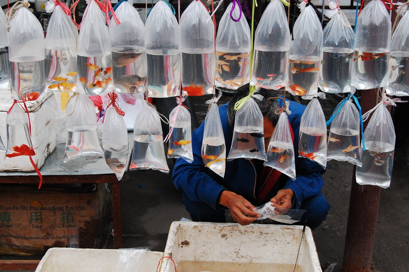 忆天津卫的6大“破烂市儿”,卖书卖花卖宝贝