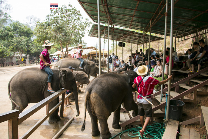 清迈佛寺之城等你采撷的泰北玫瑰,清迈环球旅行家