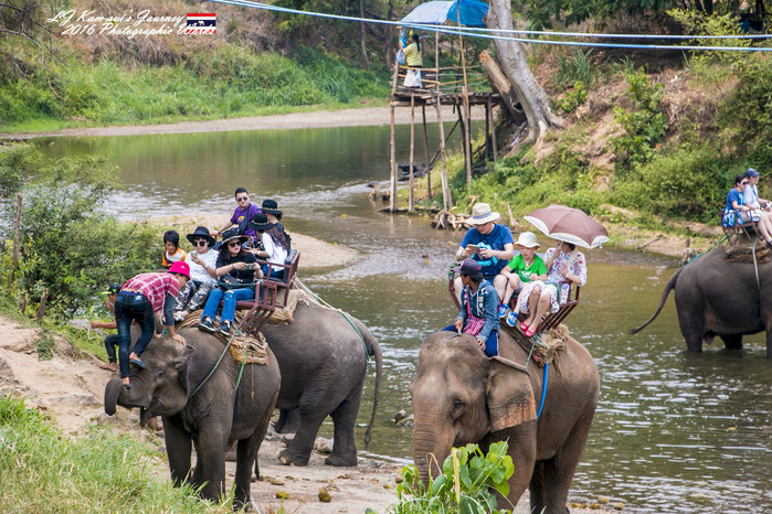 清迈佛寺之城等你采撷的泰北玫瑰,清迈环球旅行家
