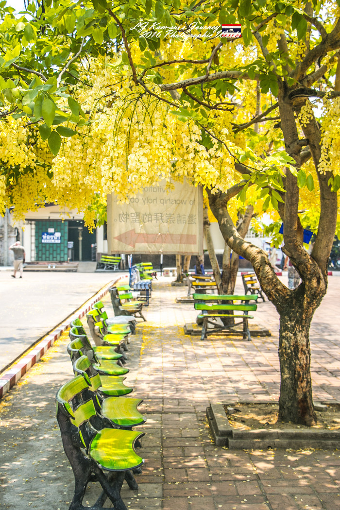 清迈佛寺之城等你采撷的泰北玫瑰,清迈环球旅行家