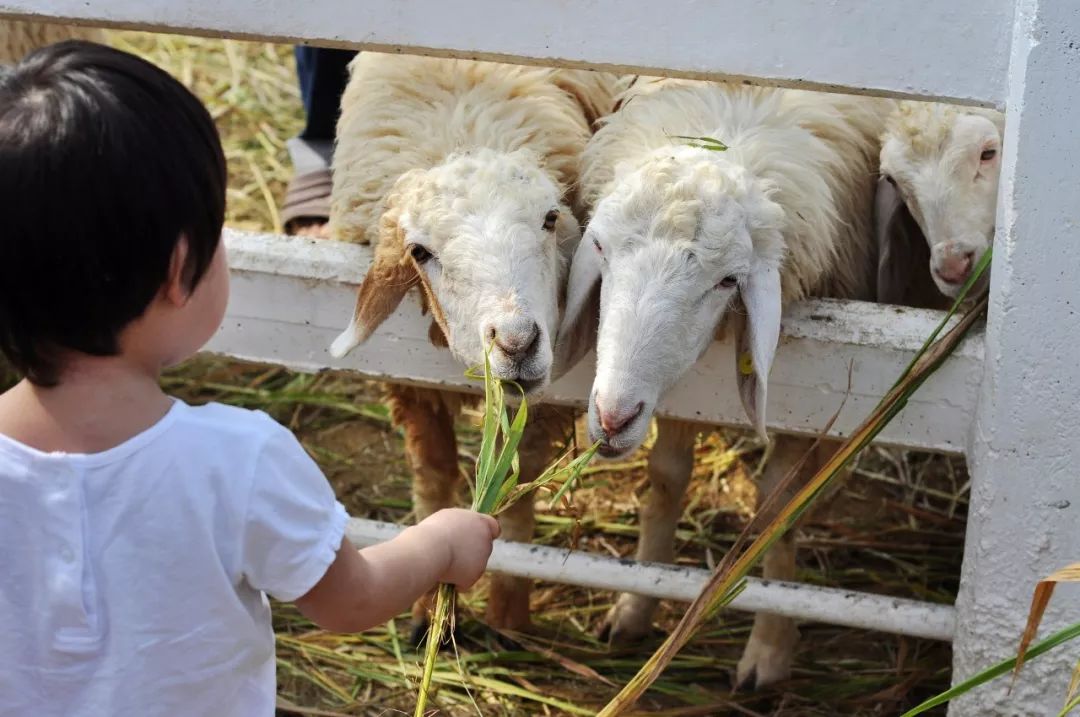 土著带你逛古村,土著带你逛北京
