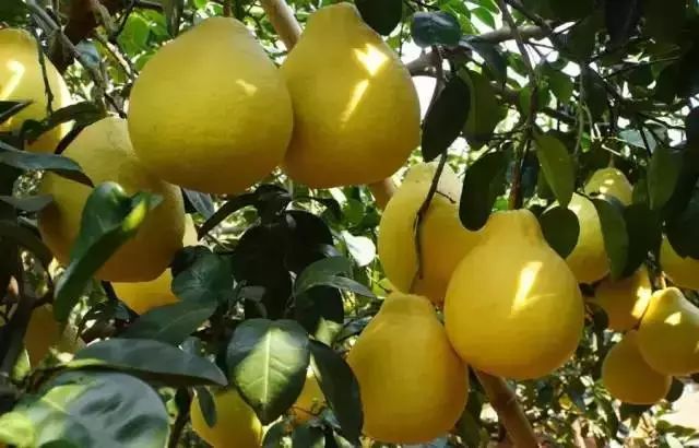 假期返程特产,春节返程带的家乡特产