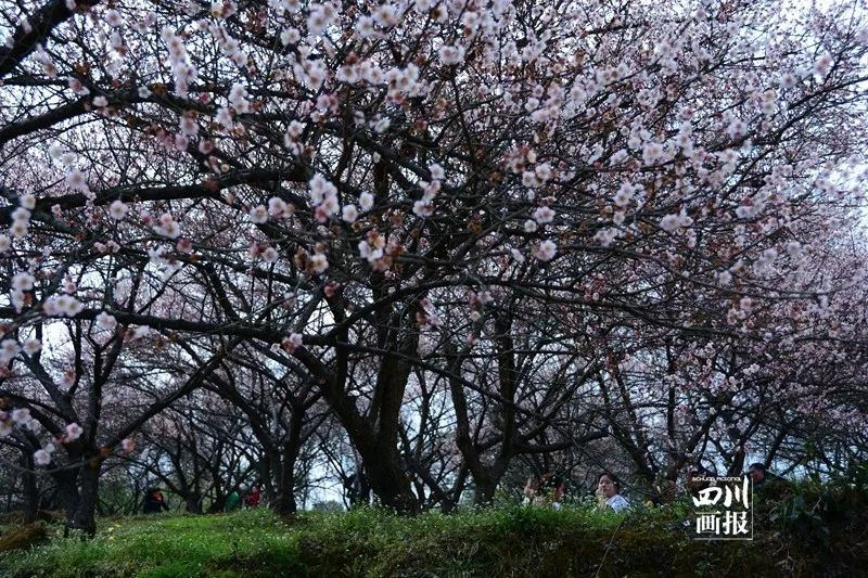 青梅已盛开旅游攻略,青梅已盛开