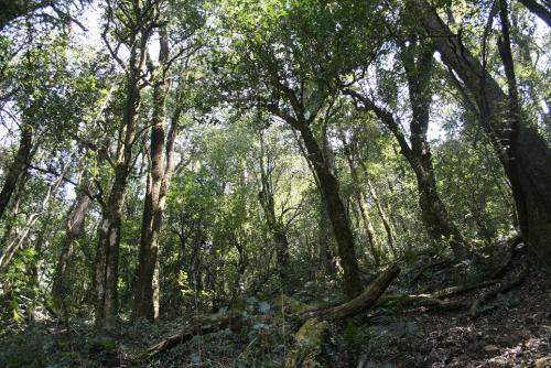 景东漫湾古茶园攻略,景东漫湾