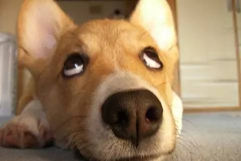 石家庄去海南可以坐火车吗,河北哪个地方坐火车可以直达三亚