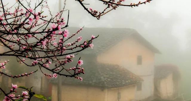 广济桃花几月开始,2020广济桃花开了吗