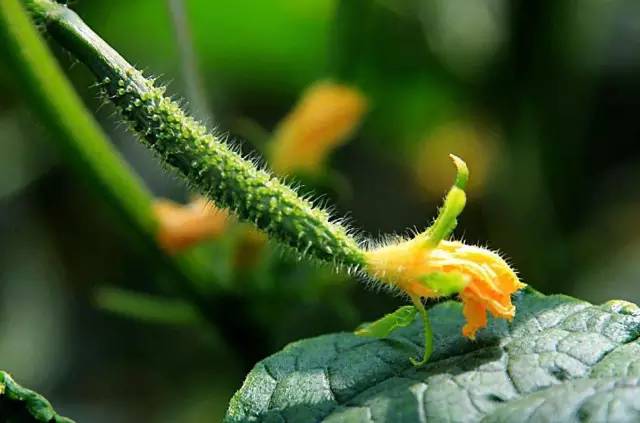 大棚黄瓜人工授粉的正确方法,大棚黄瓜全套栽培技术