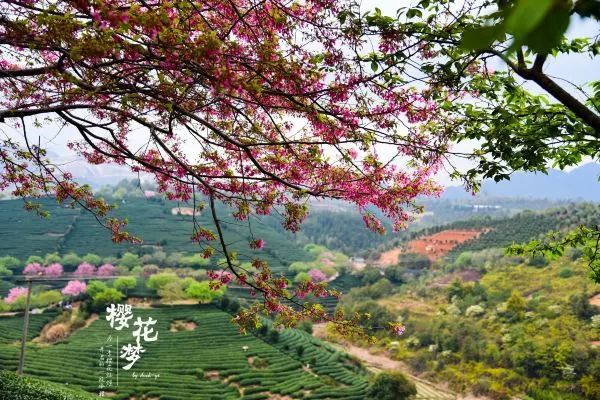樱花梦日语,永福樱花之旅