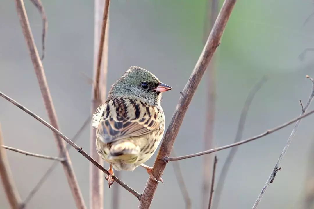 画眉、柳莺……在镇海栖息的这些“小精灵”，你都认识吗？