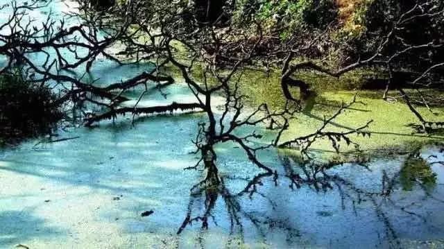 植树节去蚂蚁森林,植树节到