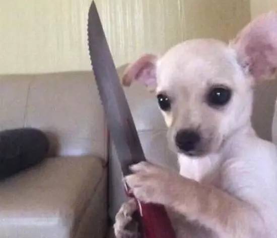 700年前的陶盘，猫认证