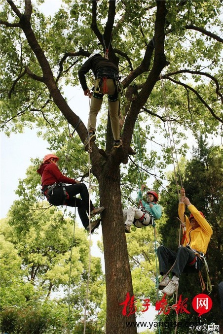 700年前的陶盘，猫认证