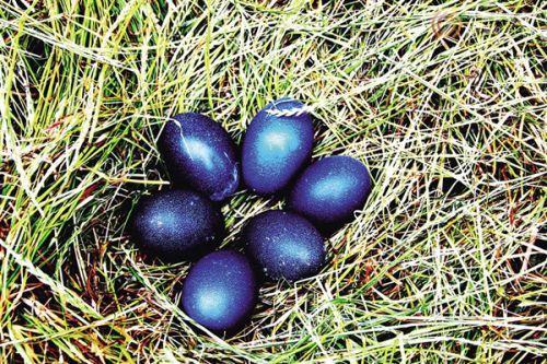 返乡创业大学生李锦恒：致富路上勇攀登