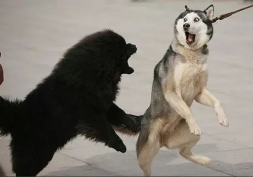 汪星人二哈电影,二哈拍过的电影