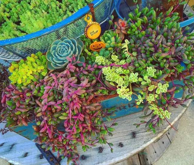 有一家多肉解忧杂货铺是一种怎样的体验