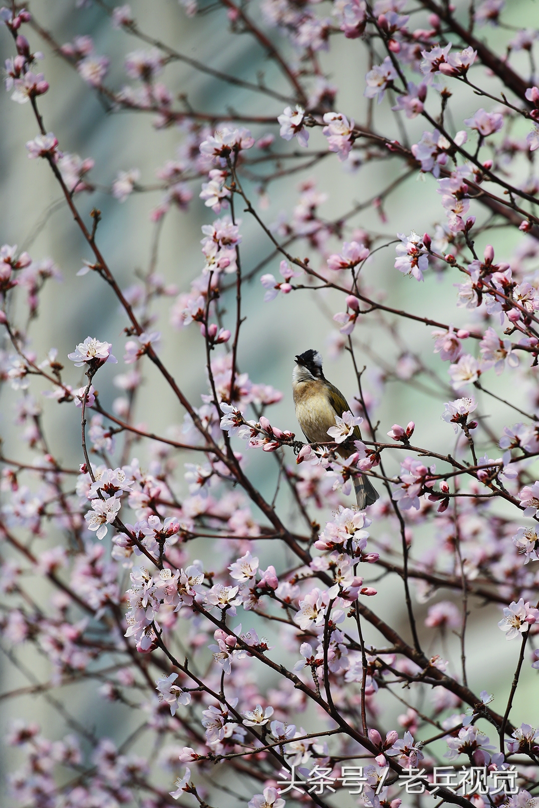 从大连到杭州上海苏州,大连到杭州旅行