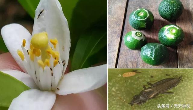 柑橘春季防治红蜘蛛的最佳时间,柑橘清园红蜘蛛如何消灭