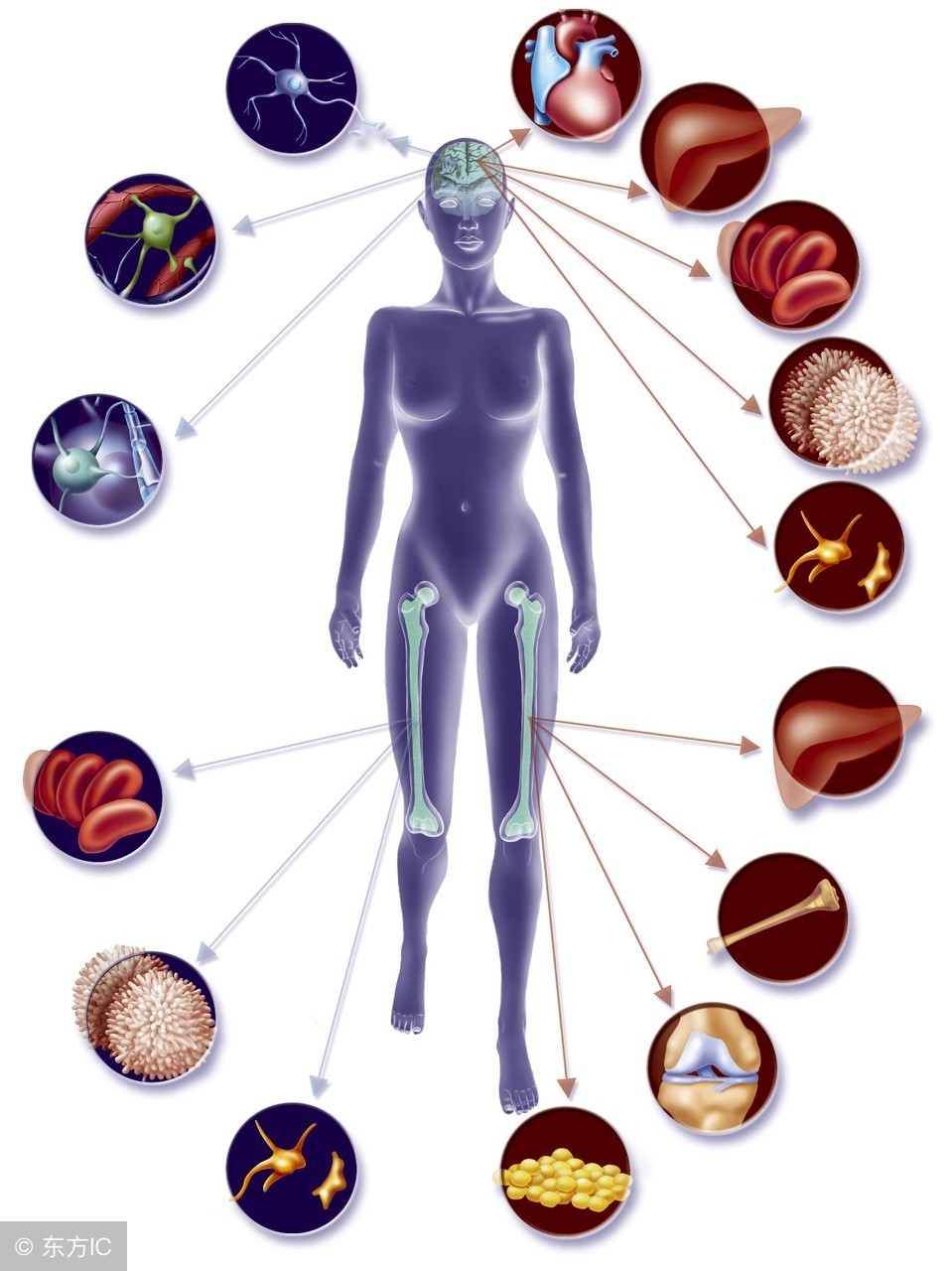 肾脏细胞再生,干细胞治疗肾脏的效果怎么样