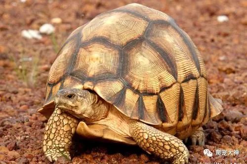 养龟的十大禁忌,养黑颈龟需要注意这些