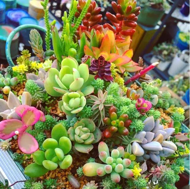 有一家多肉解忧杂货铺是一种怎样的体验