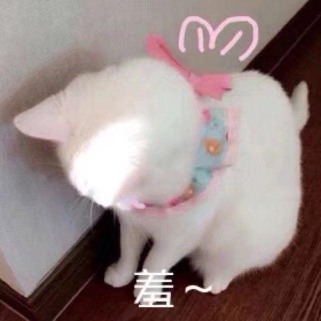 猫咪精彩演出,值得看的猫咪图片
