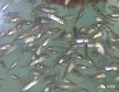 鱼冻伤的原因及处理方法,鱼类患病时会有什么表现