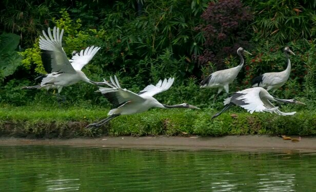广州长隆飞鸟乐园一日游,广州长隆飞鸟乐园