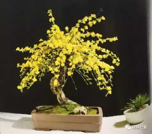 造型独特的迎春花盆景,迎春花盆景有哪些造型特点