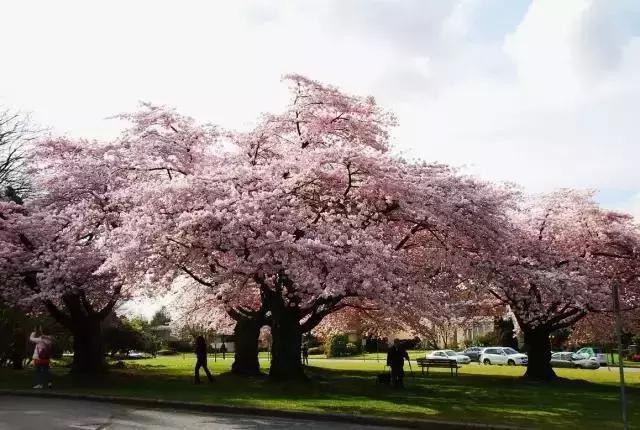 中国有哪些樱花好看,看樱花中国