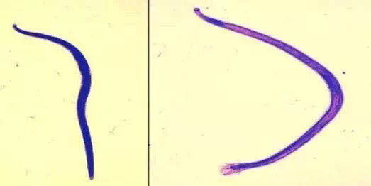 拉布拉多寄生虫,拉布拉多寄生虫会传染人吗