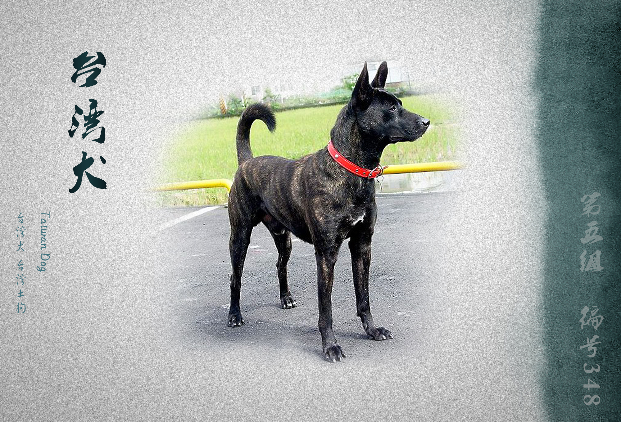 中国被fci认可的犬,被国际承认的中国犬